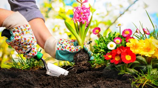 Les différents conseils pour choisir la plante adaptée au décor de votre jardin