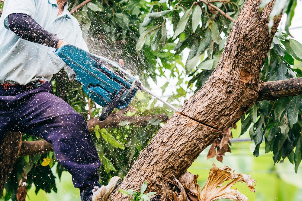 Que vous apporte un professionnel dans le cadre de l’abattage d’un arbre