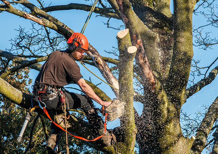 Que vous apporte un professionnel dans le cadre de l’abattage d’un arbre ?