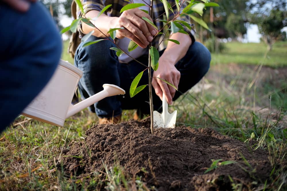 Pour la plantation d’arbres