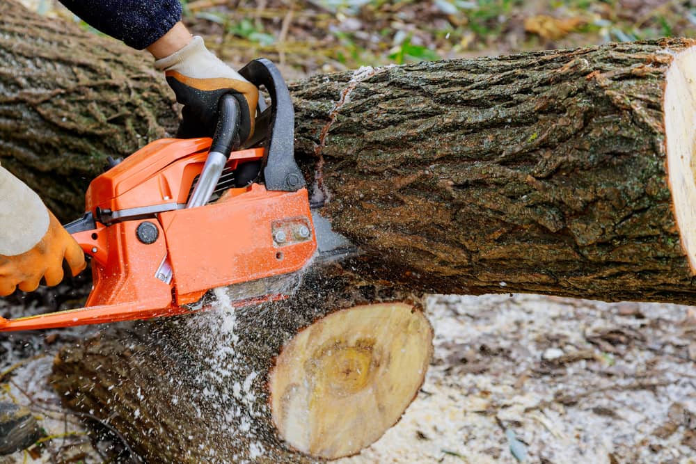 Pour l’abattage des arbres