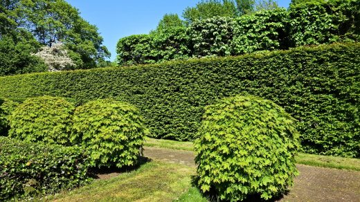 La pratique de l’élagage pour entretenir son jardin