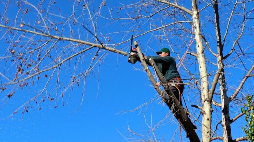 Aménagement extérieur : que faire de votre arbre ?