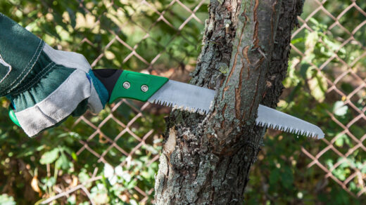 Bien réussir l’élagage de vos arbres