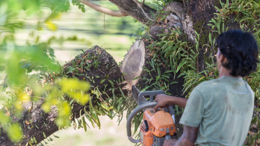 Quelles sont les étapes pour réussir l’abattage d’un arbre