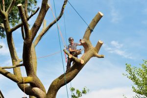 minimiser les risques d’accident lors de l’abattage des arbres