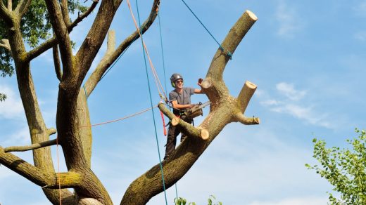 minimiser les risques d’accident lors de l’abattage des arbres