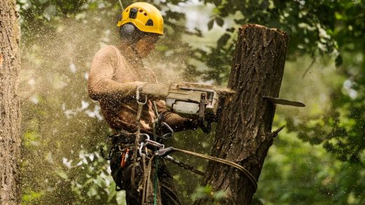 Quand faire appel à un arboriste