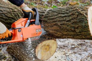 Couper les branches de votre arbre