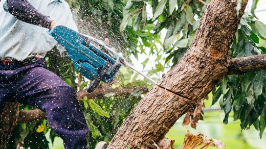 abattre un arbre correctement