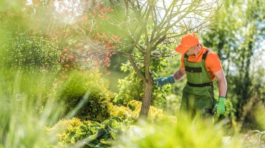 entretenir les arbres de jardin